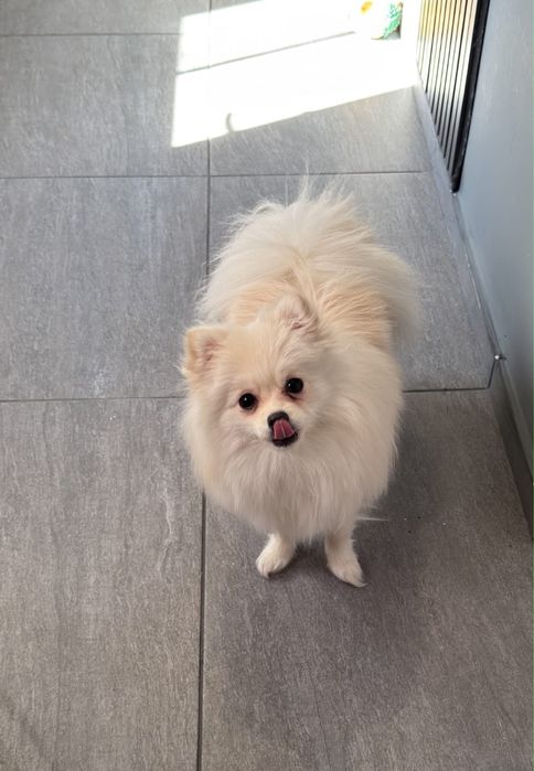Se dă pomeranian
