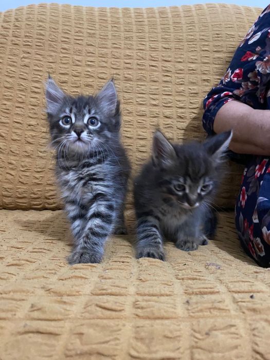 Отдам в добрые руки