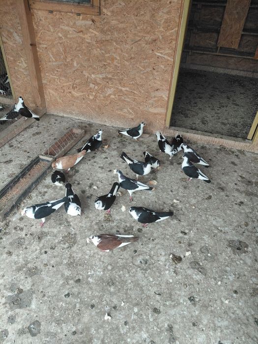 Porumbei galateni cu joc foarte bun