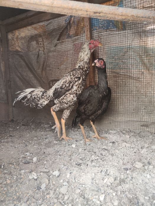 Куры бойцы дакан