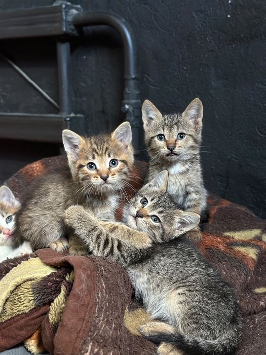 Отдам котят в добрые руки