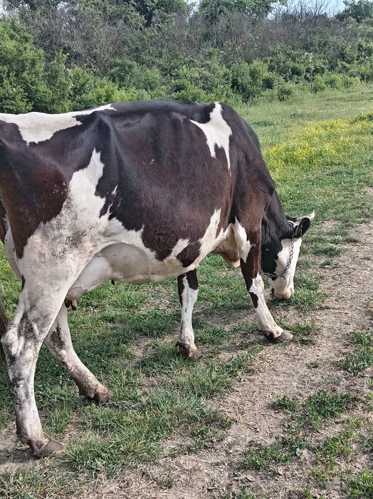 Vaca Holstein foarte buna de lapte