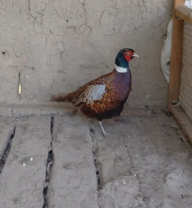 Фазан     коразы