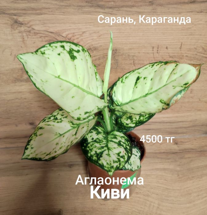 Аглаонема разная