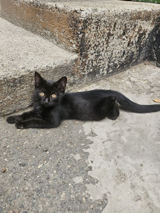 Отдам котят бесплатно