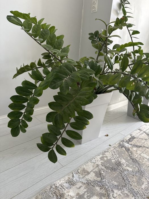 Комнатные цветы на выбор