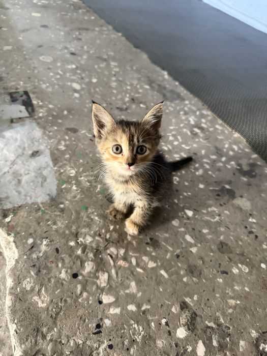 Отдам котенка в добрые руки *срочно*