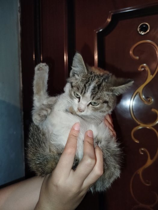 Котенок маленький