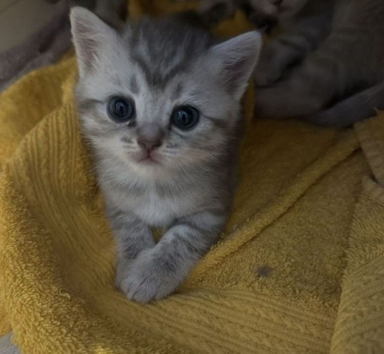 Котята млвьчики и девлчки 1 мес