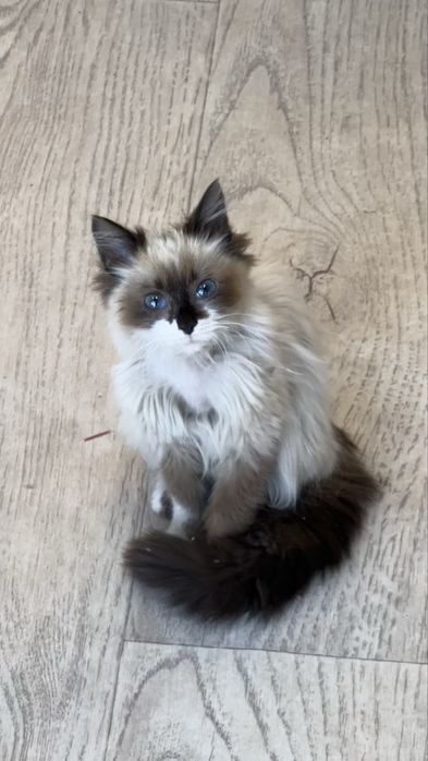 Котёнка     ragdoll+birman