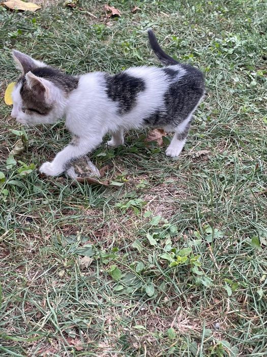 DONEZ!! Pui de pisica (băiețel)