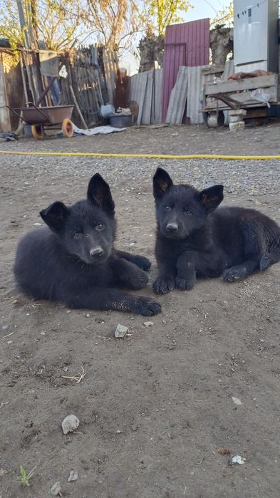 Щенки немецкой овчарки