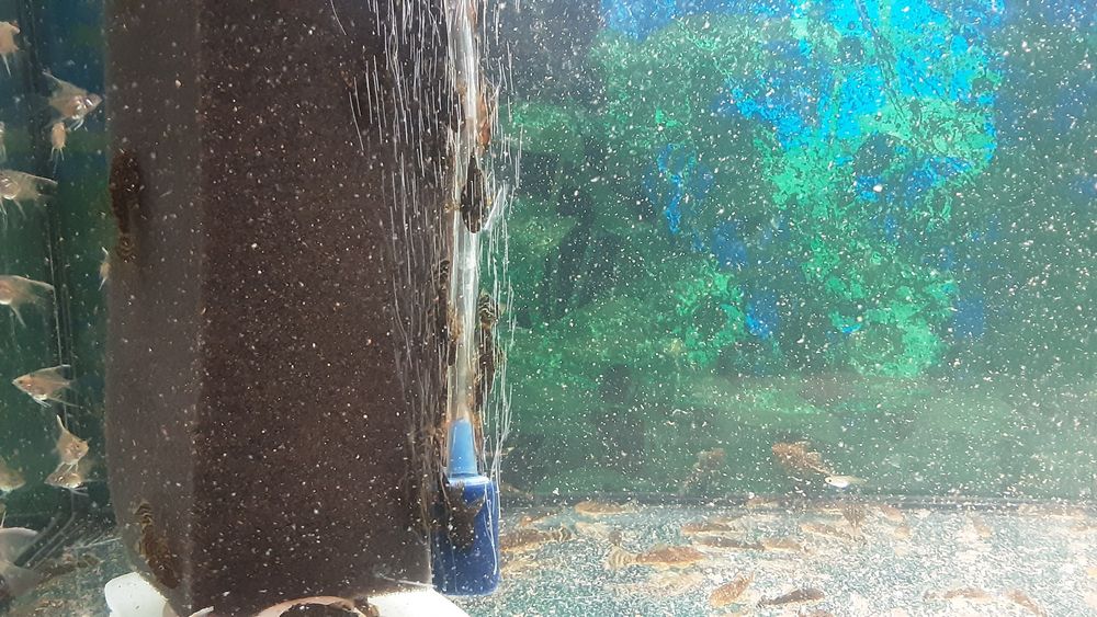 Анцитрусы.  300тг.