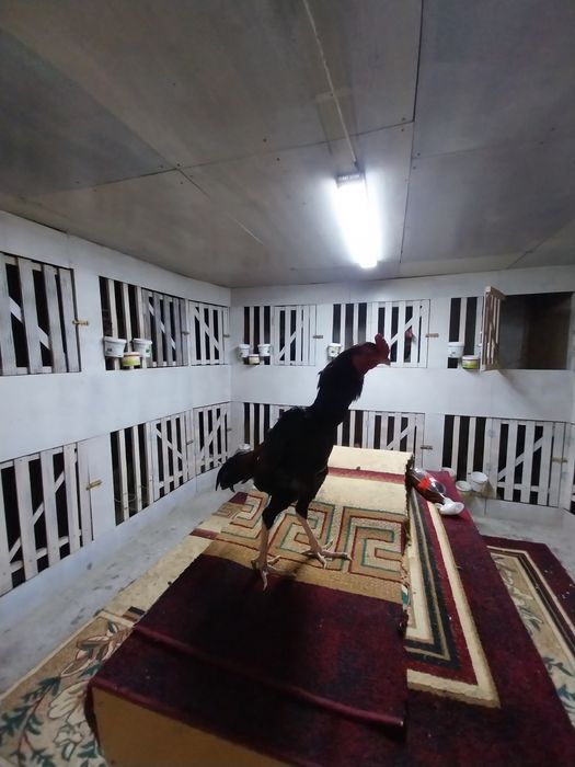 Продам дакана китаи шамо микс