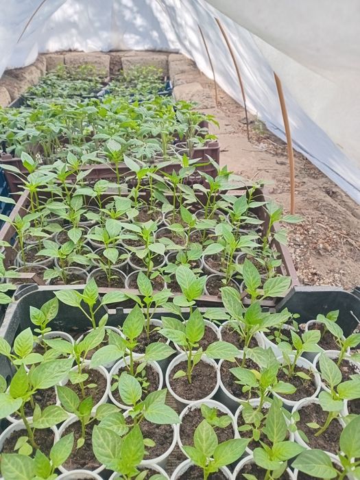 Рассада Помидоры, Перец, Огурцы