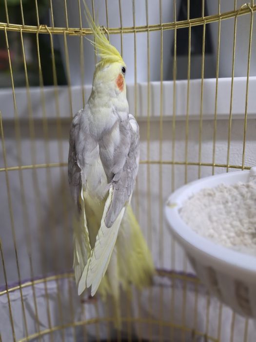 Пара кареллы с клеткой