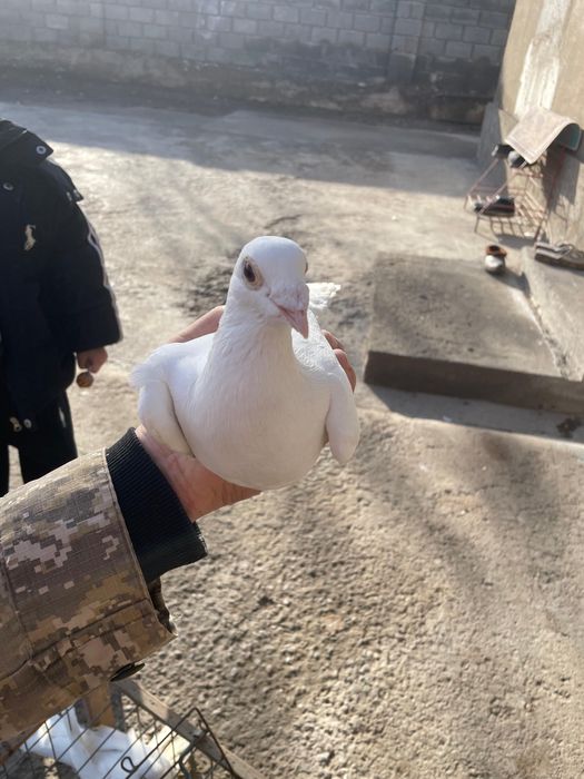 Кептерлер кармилис