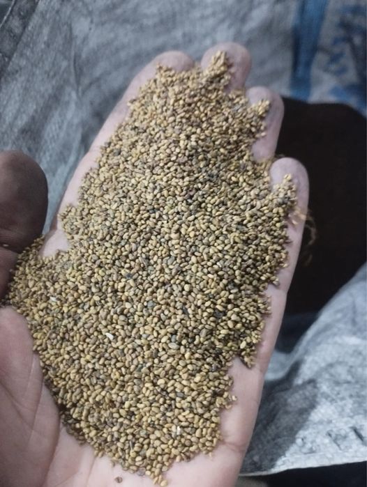 Семена клевера ,жоңышқа ұрығы