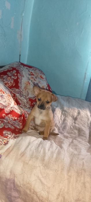 милые домашнии щенки