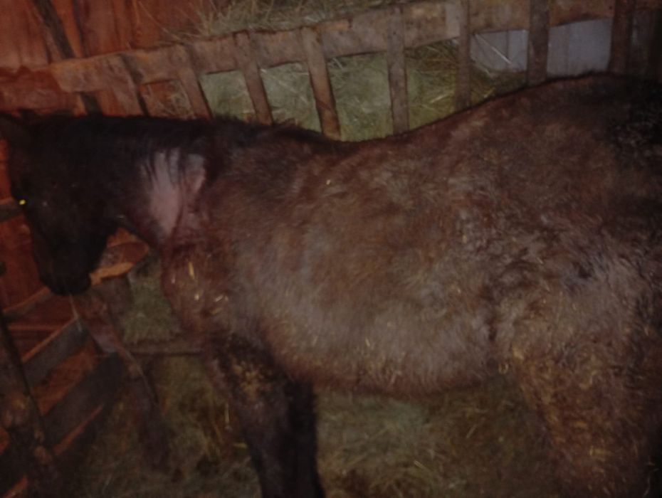 Продам тай с откорма