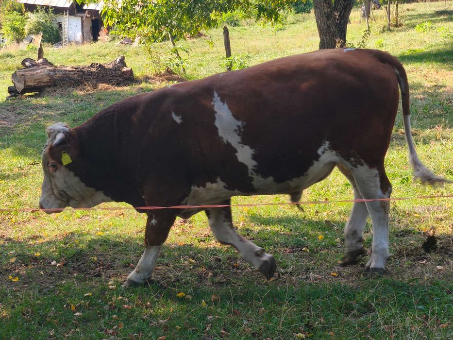 Vând vițel in vârsta de 13 luni...700kg