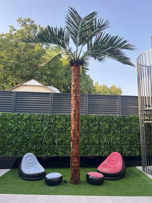 Суний пальма — премиум сифат. Республика бўйича етказиб бериш