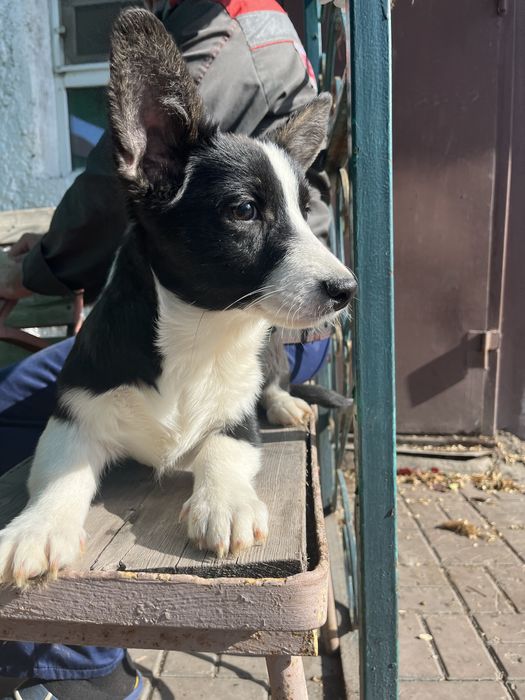 Вельш корги кардиган