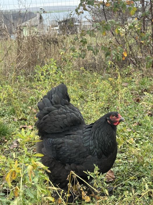 Oua brahma diferite culori