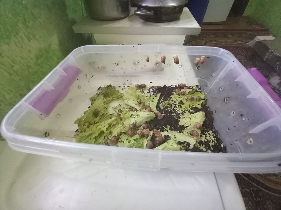 Ulitka sotiladi
60 ta bolasi
kontiner puli bilan 
qarashga vaqt bolmag