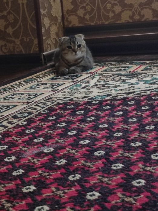 Mushuk sotiladi yaxshi zotli.