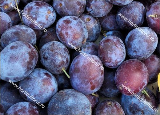 Prune Anna Spath din Morărești
