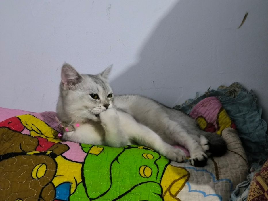 Серебряная шиншилла скоттиш страйт