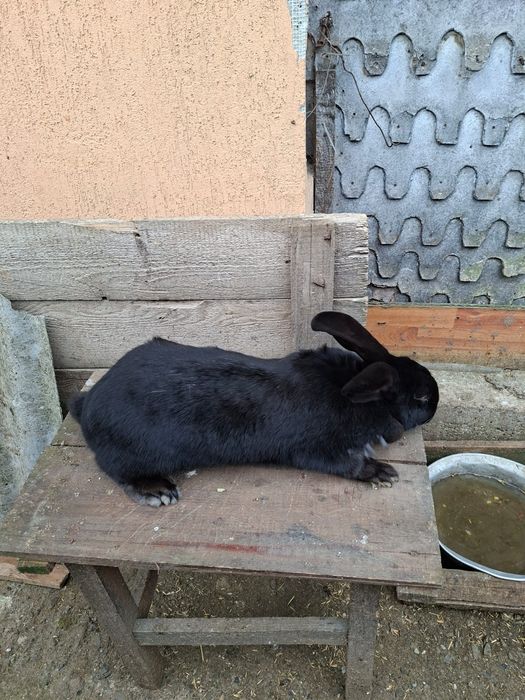 Vând iepuroaica grefier