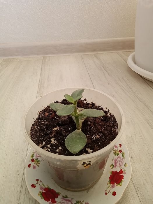 Денежное дерево обмен