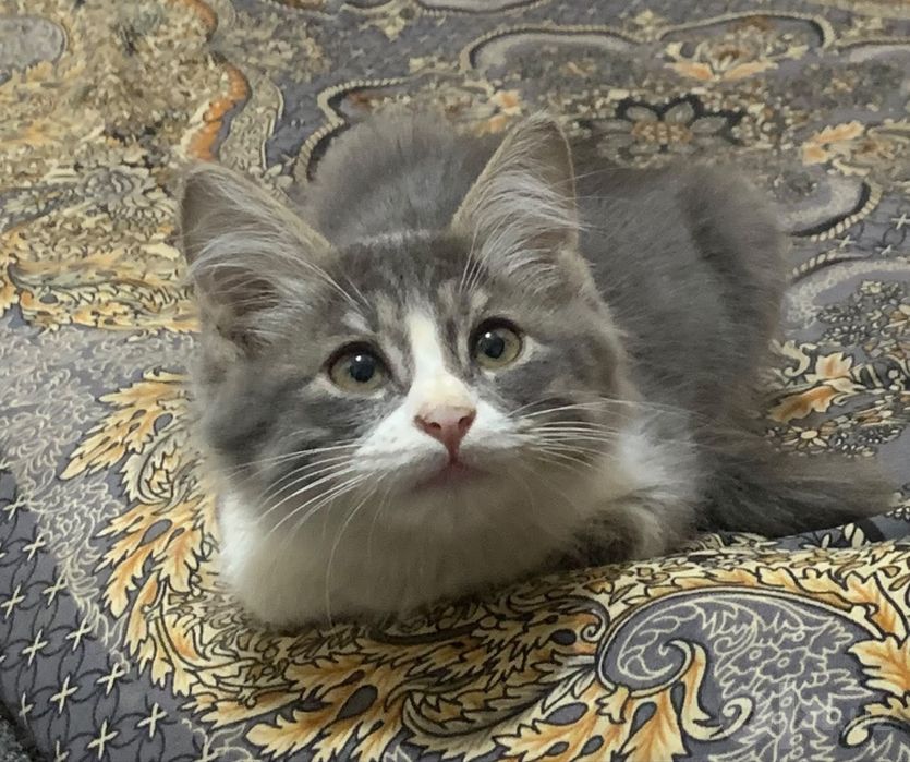 Turetiskiy Angora 3.5 oylik