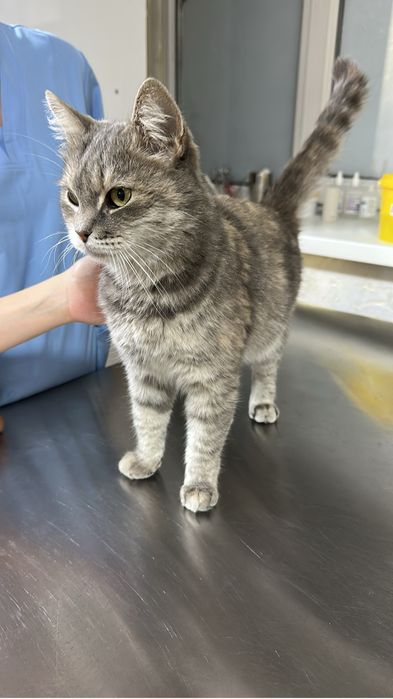 Ласковая Кошечка Кимми