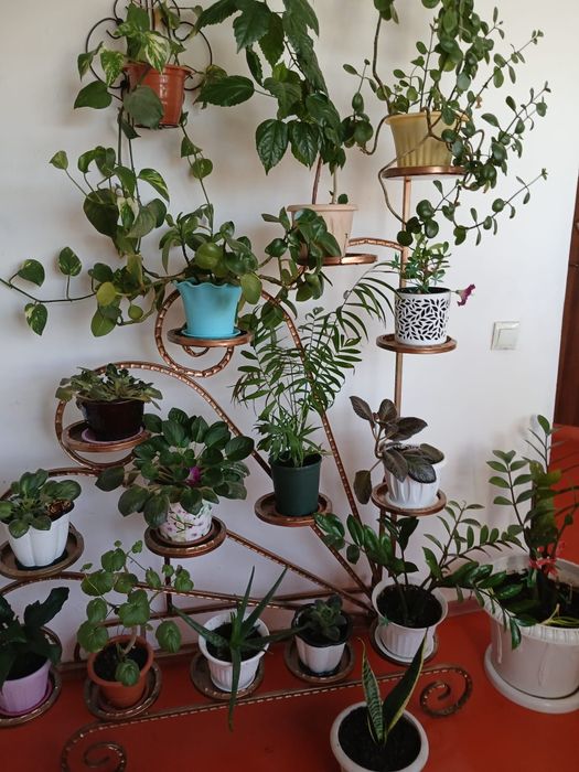 Домашние цветы разные