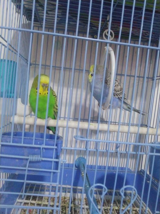 Попугаи волнистые