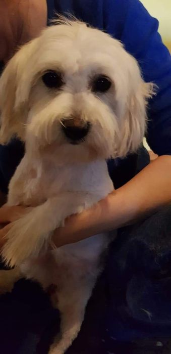 Frizer canin talie mică