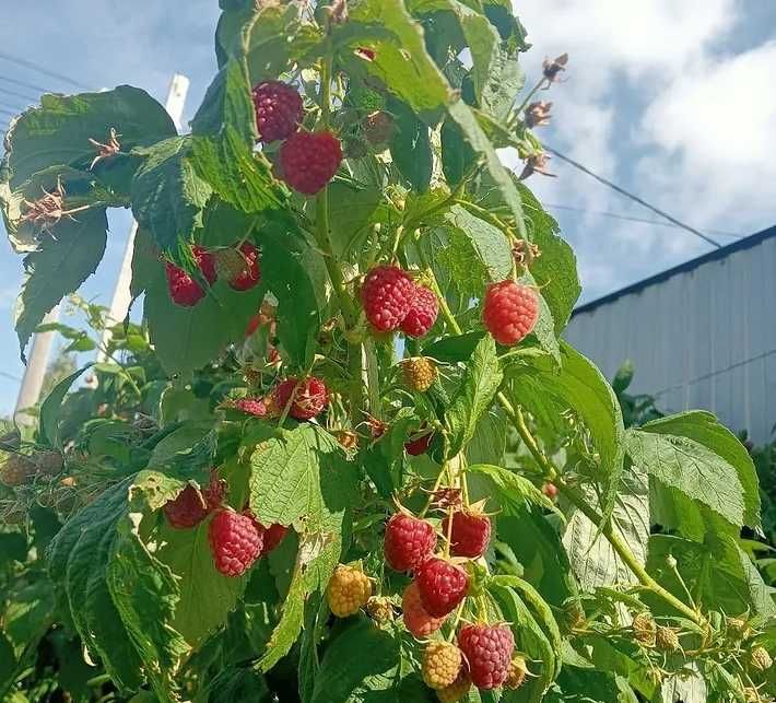 Продам рассаду малины Шапка Мономаха