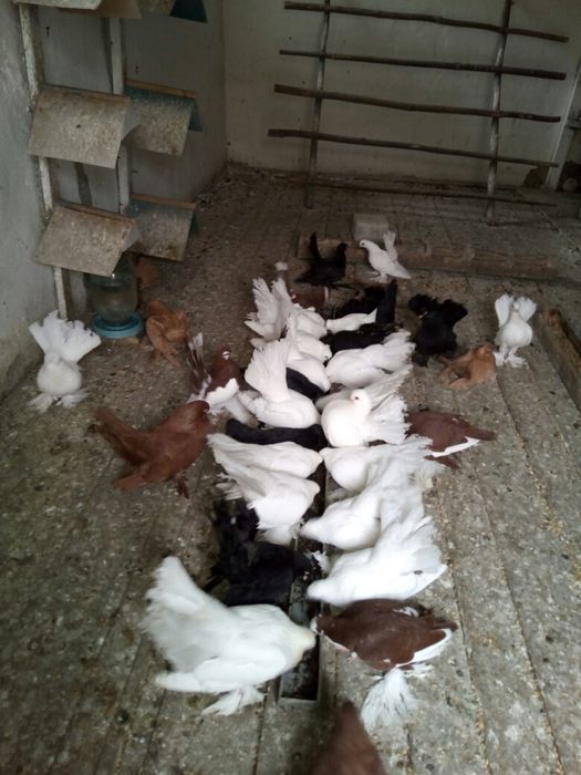 Продам голубей разных