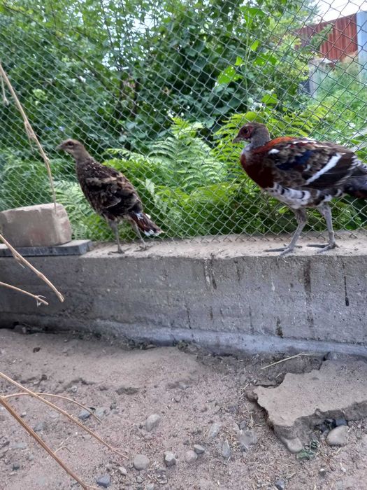 Продаются Фазаны Эллиота