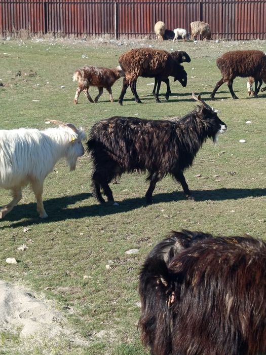 Продам козы.  Ешкі сатылады