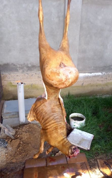 Касап кой сою жиликтеу