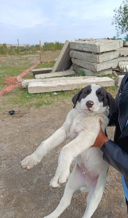 Отдам щенят, мальчик и две девочки