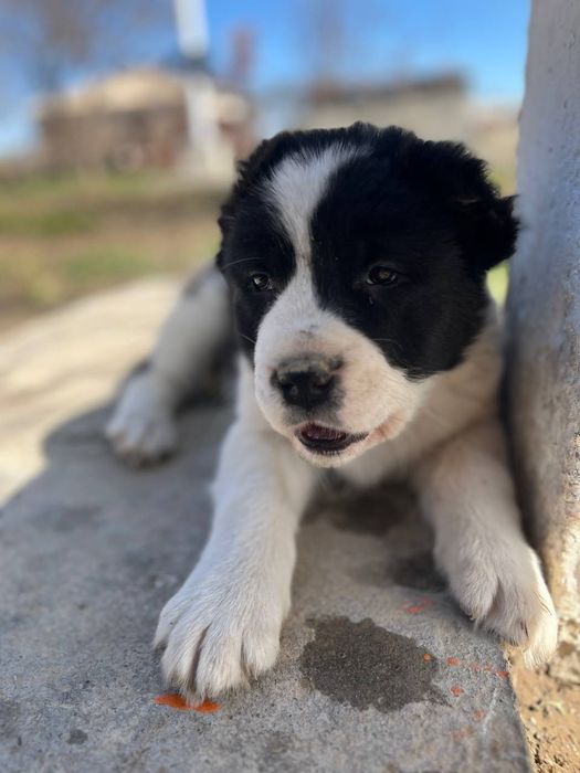 Күшік төбет сатылады