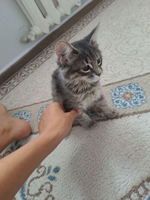 Котята  серый девочка