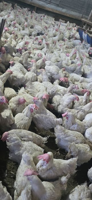 Куры несушки Легерн