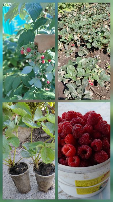 Продам саженцы клубники