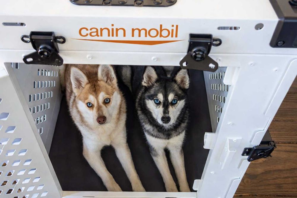 Transport câini București / Ilfov – CaninMobil